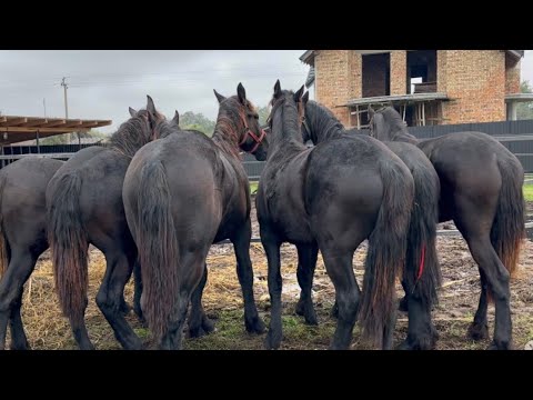 Видео: Першерони Фризи на Продажу