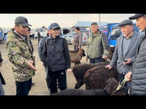 Видео: Жалал-Абад мал базары арзан экен.