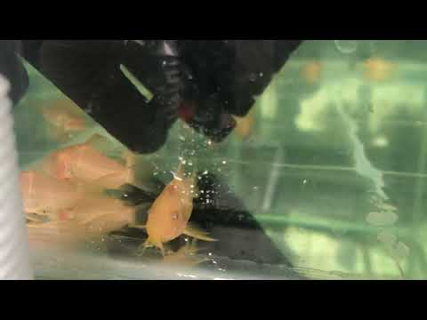 Видео: Коридорас штерба (штерба альбинос) Corydoras sterbai