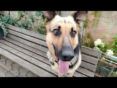 Видео: Дрессирую мою собаку