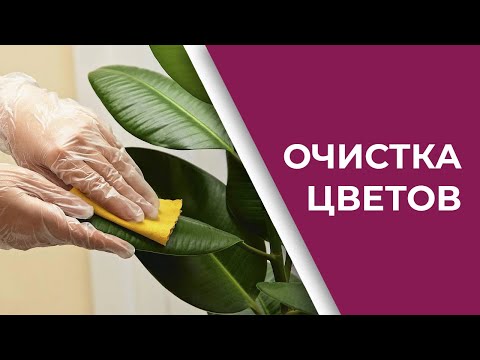 Видео: Способы очистки искусственных цветов
