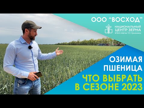 Видео: Озимая пшеница 2023: Выбор сортов / ДЕНЬ ПОЛЯ ООО "ВОСХОД"