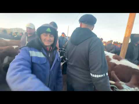Видео: 9 ноября 2025 г.хоразм гойву мол бозори гуножин ва сигир нархлари 