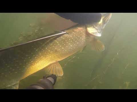 Видео: Подводная охота. Щучье царство Урала. Много рыбы.