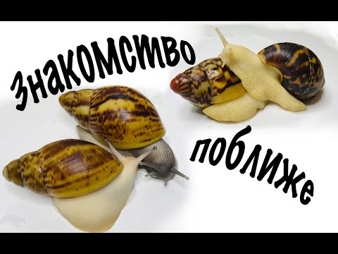 Видео: Cодержание улиток ахатин | уход за улитками ахатинами в домашних условиях в контейнере