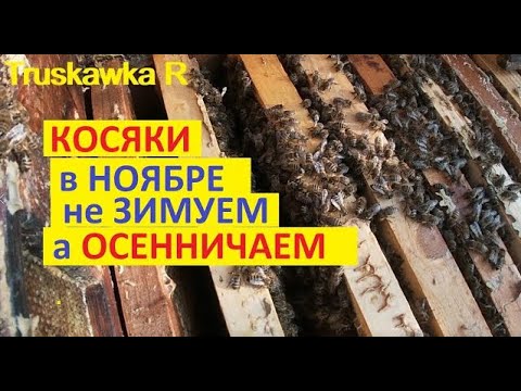 Видео: #Пчёлы  опять не зимуют в ноябре Как опустить клуб вниз рамок. Про утепление, вентиляцию и наглых ос