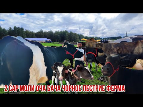 Видео: Фермаи Охунбобо 2 сар молҳои чорное печтрие оча бача 8 октября 2025 г.