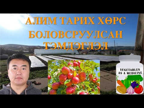 Видео: Алим жимсний мод тарих хөрсөө боловсруулсан тэмдэглэл   HD 720p
