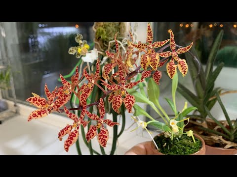 Видео: Весеннее цветение орхидей 2023 год. Часть 2