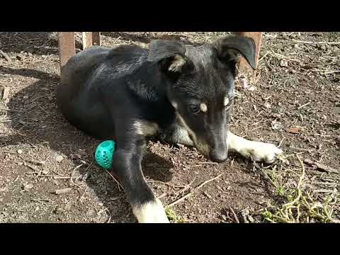 Видео: Воспитание щенка. Учим команды. Кормёжка щенка. Октябрь 2025