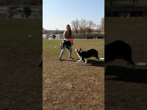 Видео: Групповая тренировка по дог-фризби