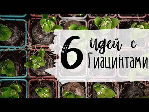 Видео: Гиацинты 🌸 Простые Идеи к 8 Марта и 14 Февраля 🌸