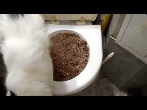 Видео: Как приручить кота к унитазу
