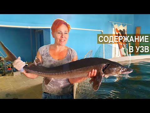 Видео: Содержание осетра в УЗВ. Акваферма Живой осетр