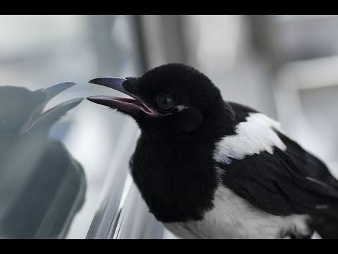 Видео: Продолжаем отстрел Ворон и Сорок Кроухантинг. Crow Hunting 2023.#8