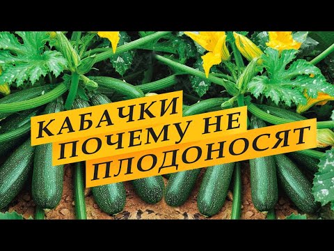 Видео: Кабачки. Почему завязь гниет. Продлеваем плодоношение. Чем подкормить кабачки.