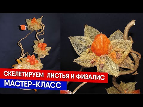 Видео: Скелетируем  листья и физалис - мастер-класс