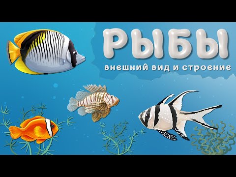 Видео: РЫБЫ их внешний вид и строение.
