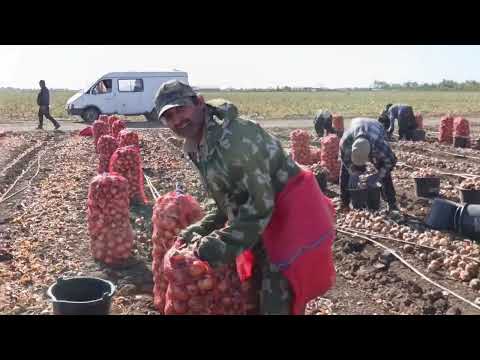 Видео: Пияз терими хам бошланди