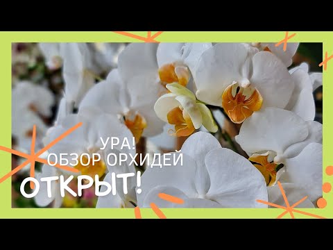 Видео: Обзор летнего цветения орхидей на балконе у Ксюши- официально открыт!