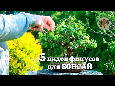 Видео: Пять видов фикусов для бонсай