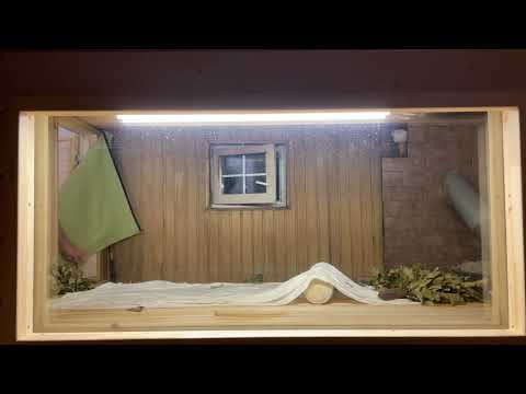 Видео: Ануфриев Павел г.Чебаркуль Домашний Банщик. Зачет