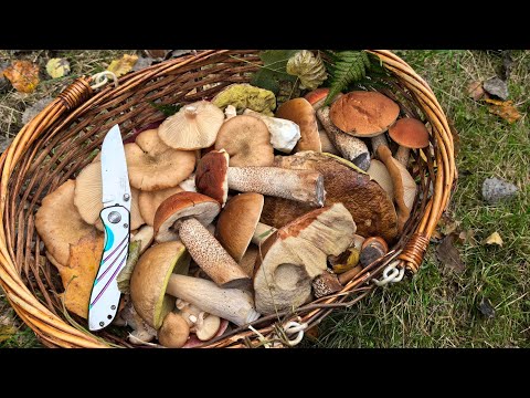 Видео: Давайте с нами в лес по грибы и каштаны. Прогулка. 