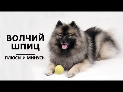 Видео: ВОЛЧИЙ ШПИЦ (КЕЕСХОНД).  Плюсы и минусы породы ВОЛЬФШПИЦ WOLF SPITZ (KEESHOND)