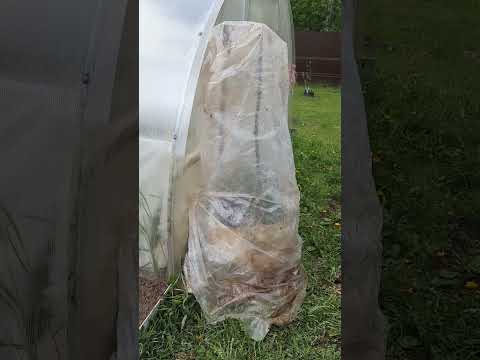 Видео: Холодный май. Посадила рассаду цветов. Высадила перец.