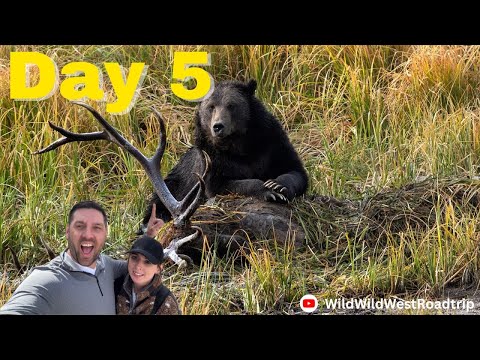 Видео: Столько медведей и других удивительных животных на южном участке Йеллоустона!