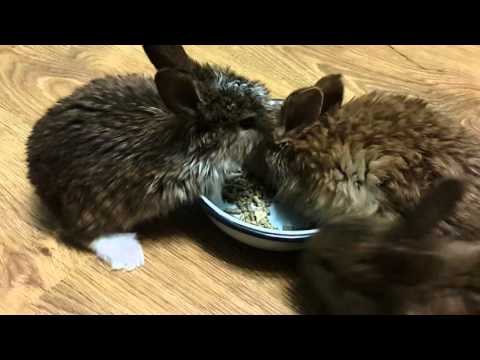 Видео: Как выкормить крольчат без крольчихи?