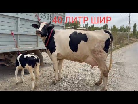 Видео: +992929115392☎️ИХЕЛИШ ХОЛИ ДАР ИСТОРИЯЙ ЮТУБ НАБУД ЯК САР ГОВИ ЧЁРНО ПЁСТРИ ЗОТИ ТОЗА ОРИГИНАЛ ОМАД 