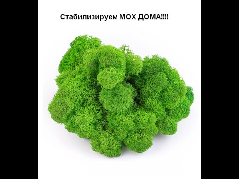 Видео: Стабилизируем мох в домашних условиях!