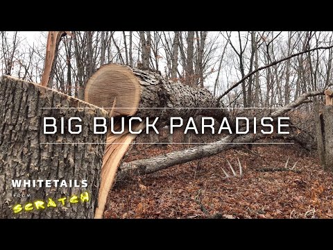 Видео: Рай для больших оленей: обрезка деревьев с целью увеличения вместимости для больших оленей!