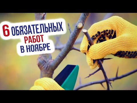 Видео: Основные работы в саду и огороде в ноябре. Что нужно сделать в огороде в ноябре?