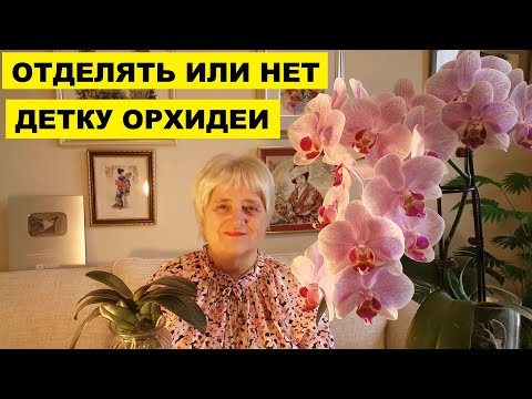 Видео: ОТДЕЛЯТЬ ИЛИ НЕТ ДЕТКУ ОРХИДЕИ..Я НЕ ОТДЕЛЯЮ
