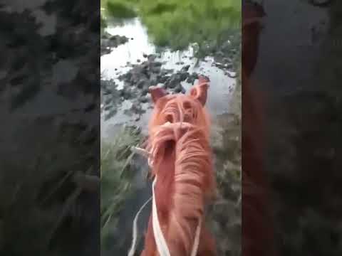 Видео: Торғай мәселесі. Жангелдин ауданы, Шеген би ауылы. Қостанай облысының әкімі Құмар Ақсақаловқа жолдау