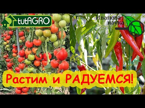 Видео: ЛУЧШЕЕ СРЕДСТВО ДЛЯ ОГУРЦОВ и всего огорода. Один раз обработал и всё. Атлантис из созвездия BioDSO.