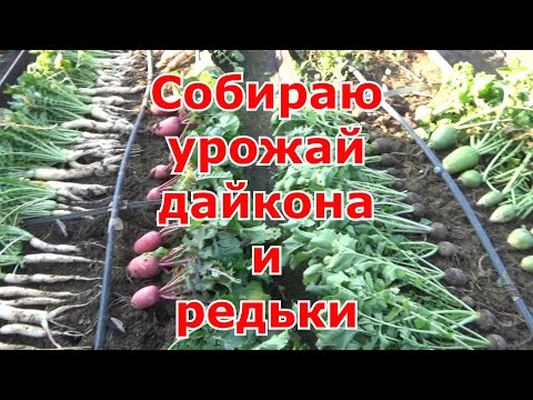 Видео: Какой сорт дайкона выбрать на следующий год. Собираю урожай дайкона и редьки для хранения.