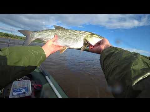 Видео: Жерех на zipbaits raphael. Рыбалка на Вятке.