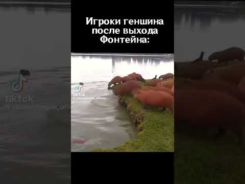 Видео: больше мемов в закрепе #tiktokgenshin #genshinmemes