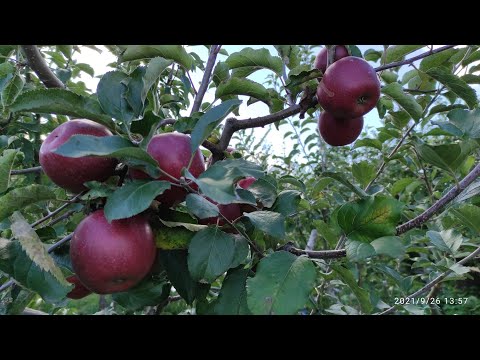 Видео: Сорт "Ред Джонапринц".Красиві та смачні яблука.