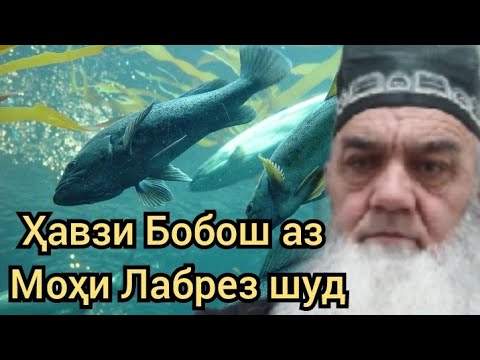 Видео: Ҳавзҳои Бобош аз моҳи лабрез шиддат.