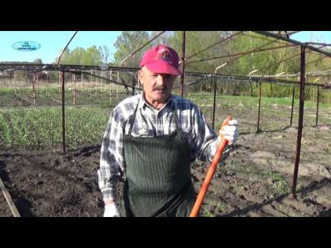 Видео: ПЕРЕСАЖИВАЕМ КЛУБНИКУ-ОЧЕНЬ ХОРОШИЙ СПОСОБ!!!