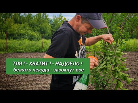 Видео: ТЛЯ погибает на 100% за одну обработку! Средство которое есть у каждой домохозяйки