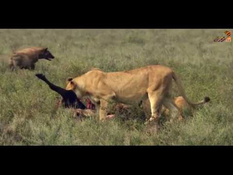 Видео: Wild Fauna / Хищники / Неудачи / Найти и уничтожить