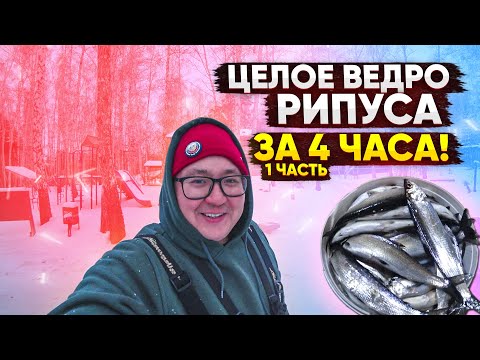 Видео: ЦЕЛОЕ ВЕДРО РИПУСА ЗА 4 ЧАСА!!!!!!! Рыбалка на Увильдах. Часть 1