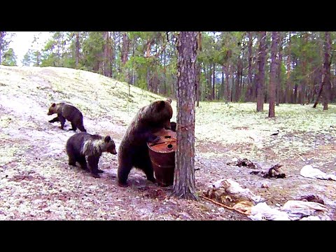 Видео: МЕДВЕДИЦА С МЕДВЕЖАТАМИ ПРИШЛА НА ПРИВАДУ / СРАВНЕНИЕ ФОТОЛОВУШЕК / ДЕЛЬНЫЙ СОВЕТ ОХОТНИКАМ.