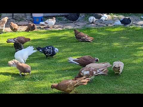 Видео: Фильм вообще ни о чем.