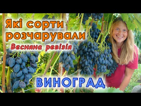 Видео: Виноград. Весняна ревізія. Які сорти розчарували